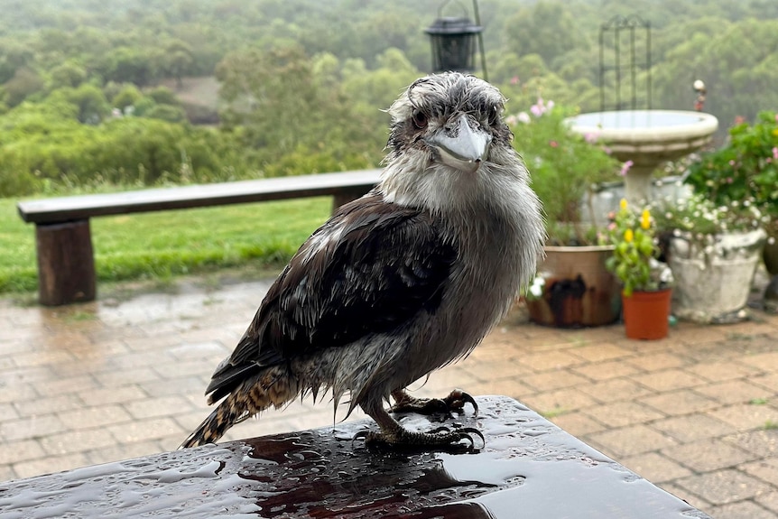 A kookaburra soaked from the rain stands on a table 