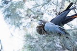 Glossy Black Cockatoos feeding in a tree.