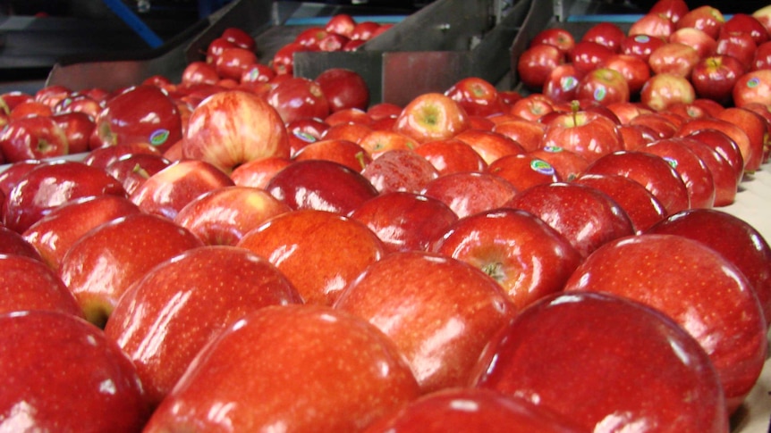 Tasmania's Red Gala apples caught the eye of a Chinese buyer and the first shipment has arrived in Shanghai.