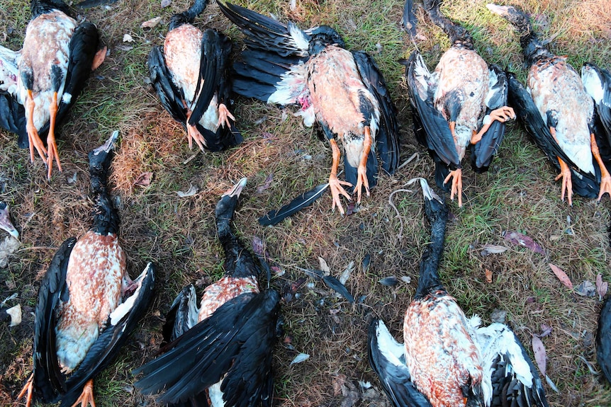 Magpie geese