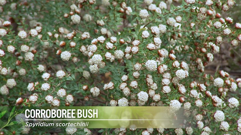 Corroboree Bush Image