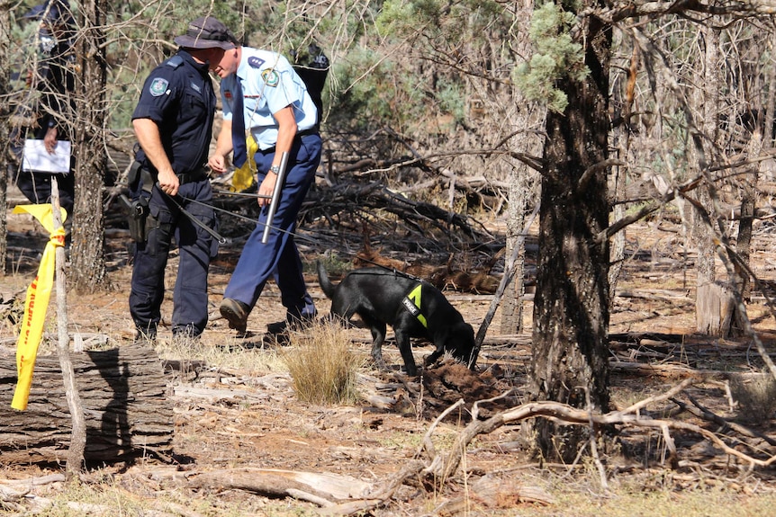 Two police officers with a sniffer dog walk through the Lester State Forest near Coolamon during a search for Ms Boyd's remains