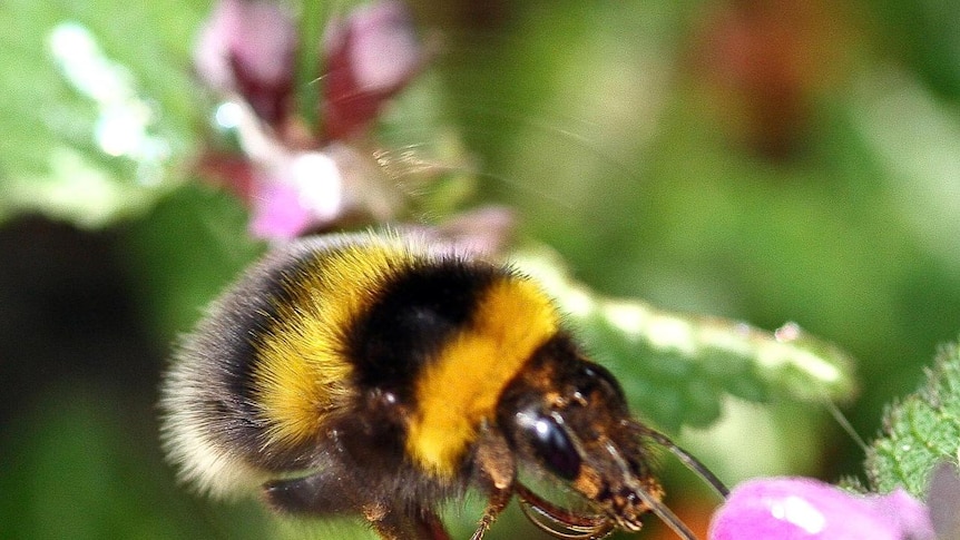 A bumble bee hovers over a flower