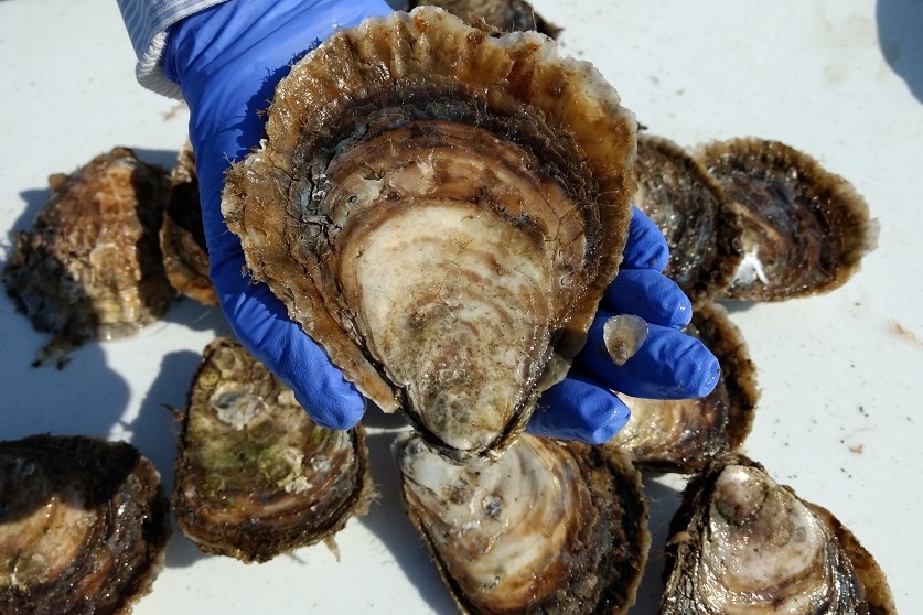 The large and the small. A four year old Angasi oyster compared with a new season spat