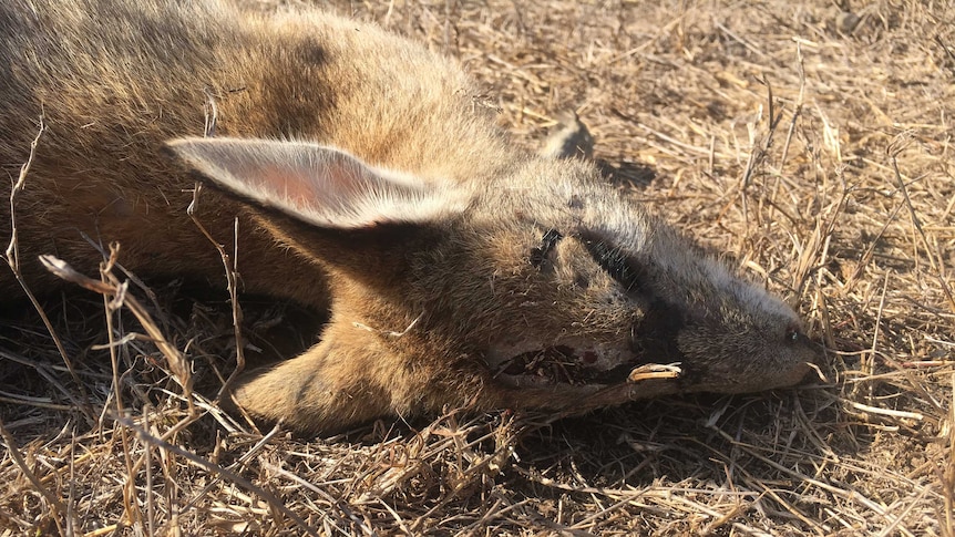 A photo of a dead wallaby in far north Queensland