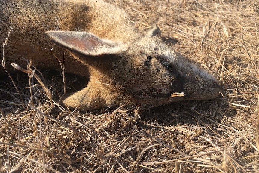 A photo of a dead wallaby in far north Queensland