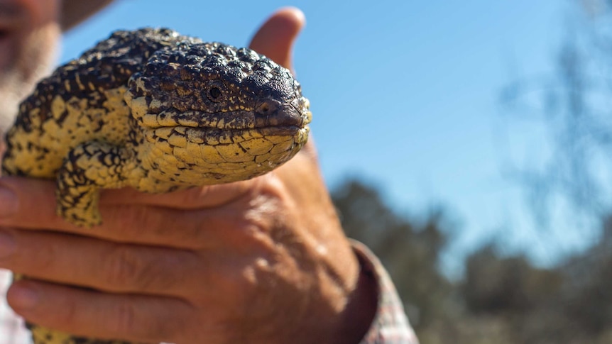 Researcher holds lizard