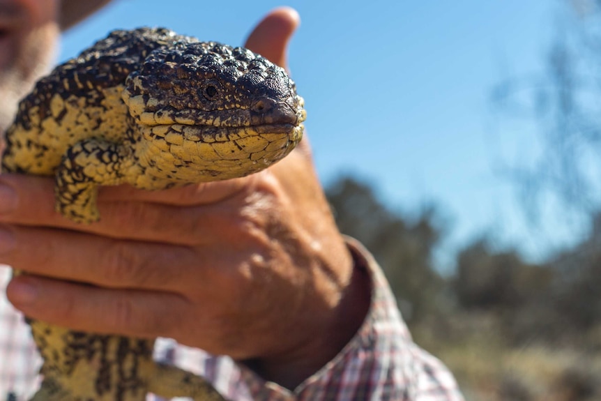 Researcher holds lizard in his hand.