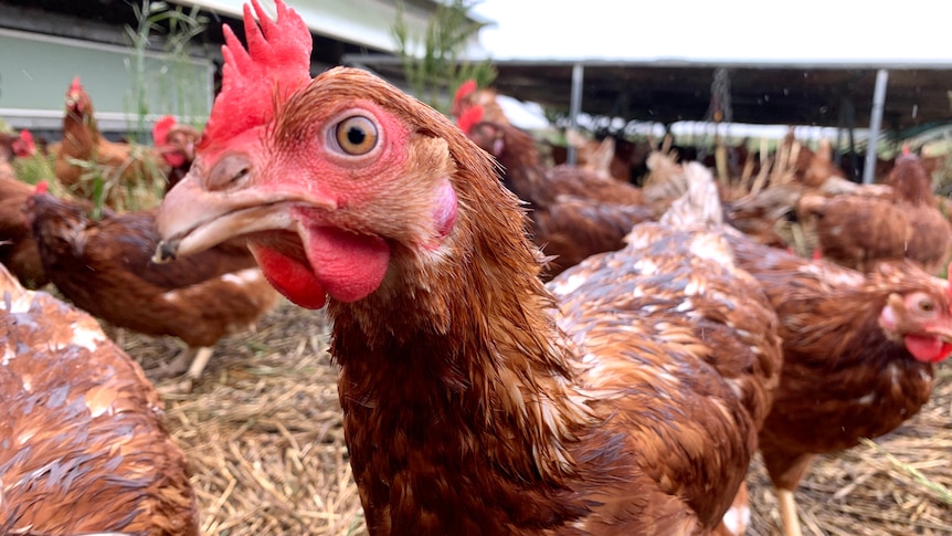 brown chickens in a field 