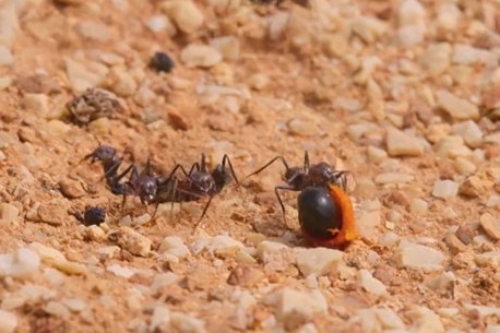 Ants with a giant seed in the desert. They are working together to move the seed.