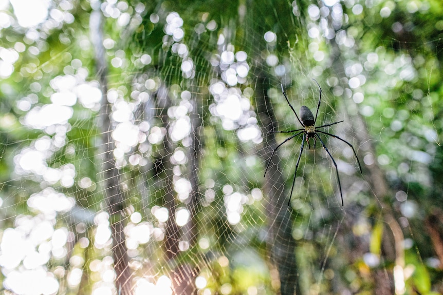 A spider rests on its web inside a North Queensland rainforest.