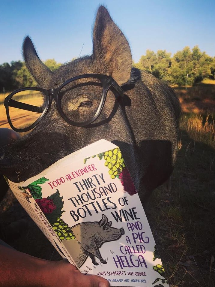 Helga the pig wearing thick framed glasses reads a book.