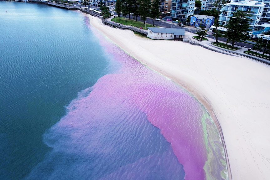 Aerial photo of beach showing pink algae in the water