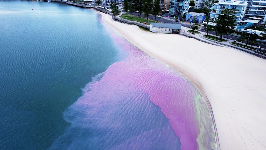 La prolifération d’algues provoque des odeurs nauséabondes et des couleurs étranges sur les plages populaires du Queensland
