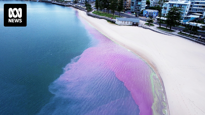 Algae blooms causing foul smells, weird colours on popular Queensland beaches - ABC News