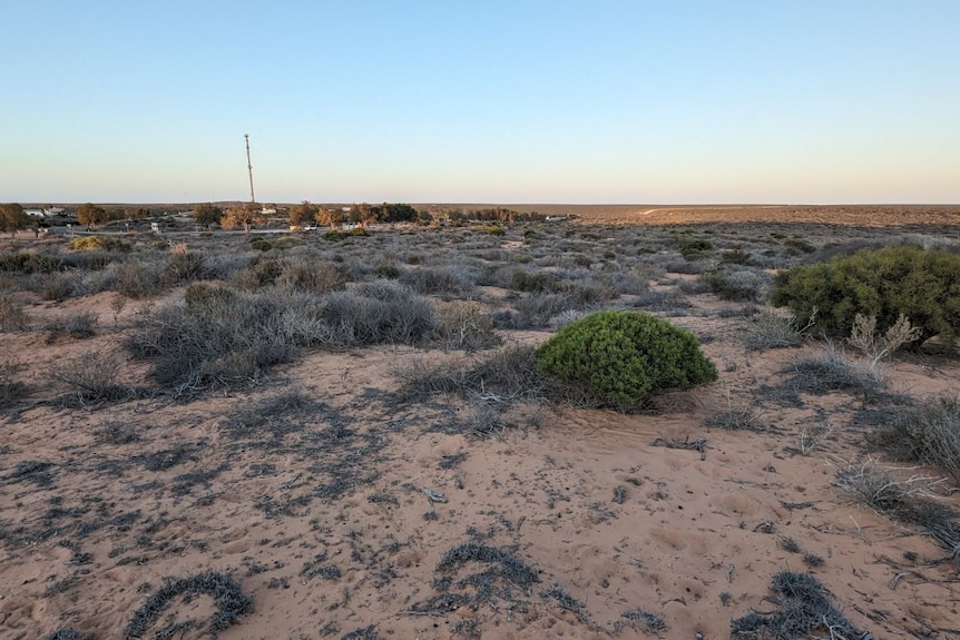 Low lying native bushes on a desert landscape