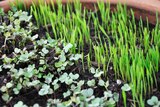 Two different types of microgreens grow side by side in a story about how to grow edible plants in small spaces.