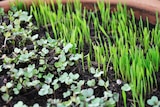 Two different types of microgreens grow side by side in a story about how to grow edible plants in small spaces.