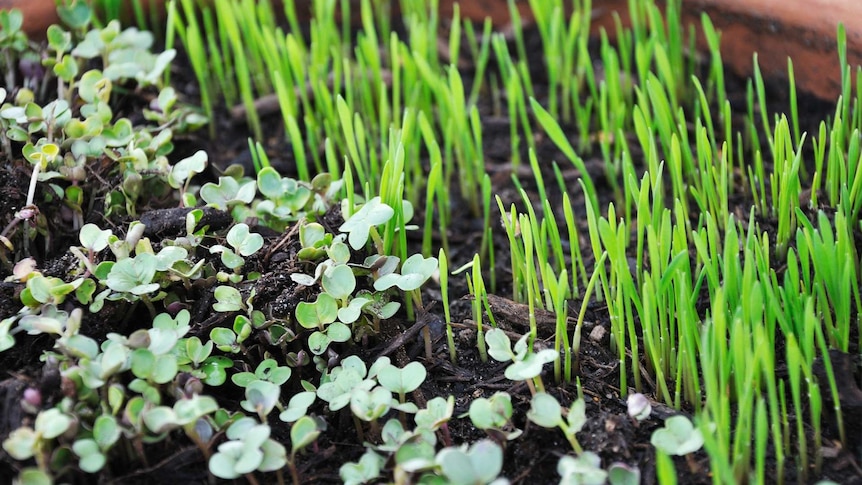 Two different types of microgreens grow side by side in a story about how to grow edible plants in small spaces.