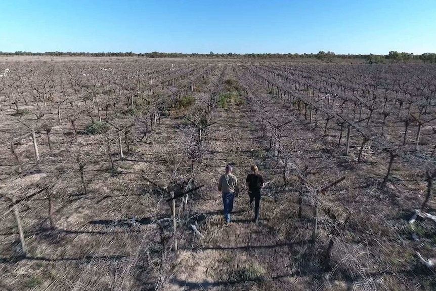 A picture of a dry and dead grape farm in Menindee that was once thriving.