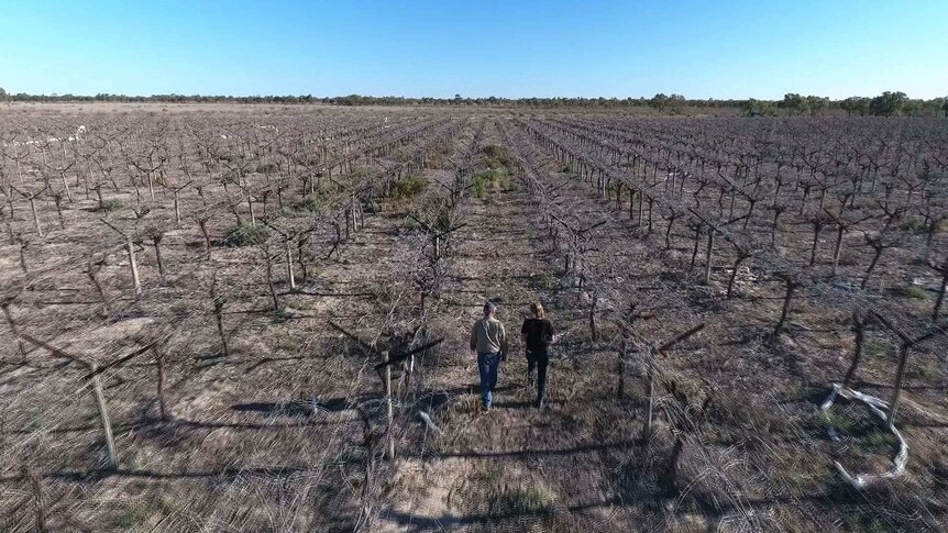 A picture of a dry and dead grape farm in Menindee that was once thriving.