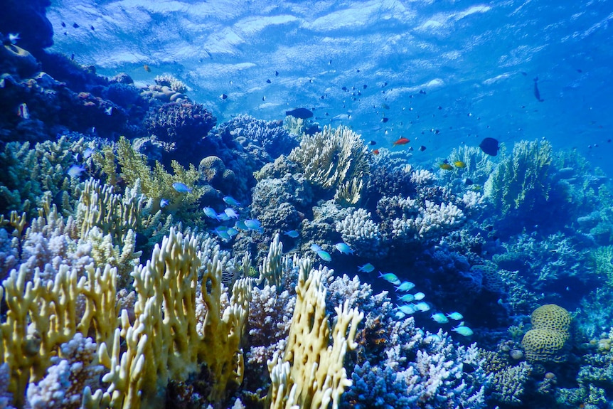 Blue fish swimming through coral