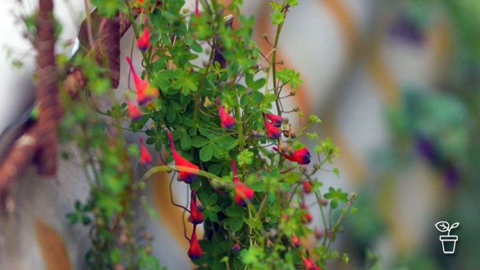 Small leafed vine with bright red flowers with purple edges