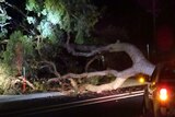 A large tree lies over the road, and narrowly missed a small metre-high bus stop sign. It is night.