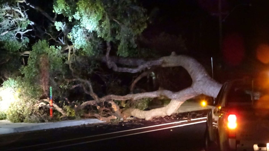 A large tree lies over the road, and narrowly missed a small metre-high bus stop sign. It is night.