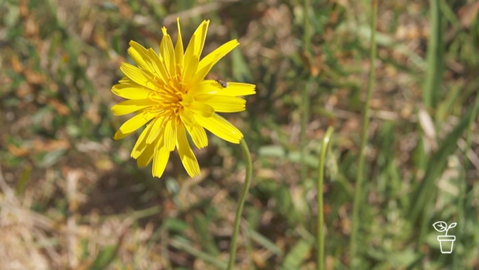 Plant with yellow flower growing on curved stem in a field