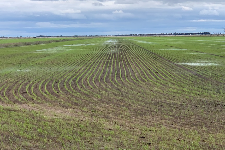 Rows of rice crop with some puddles around.