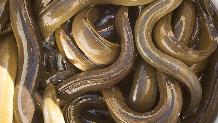 Tasmanian eels