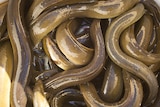 Tasmanian eels