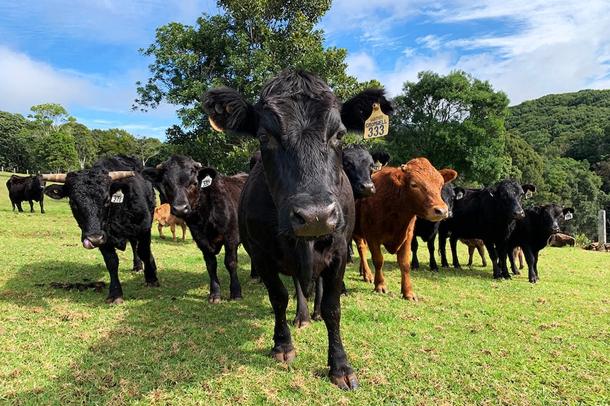 Black and brown cattle in a field.