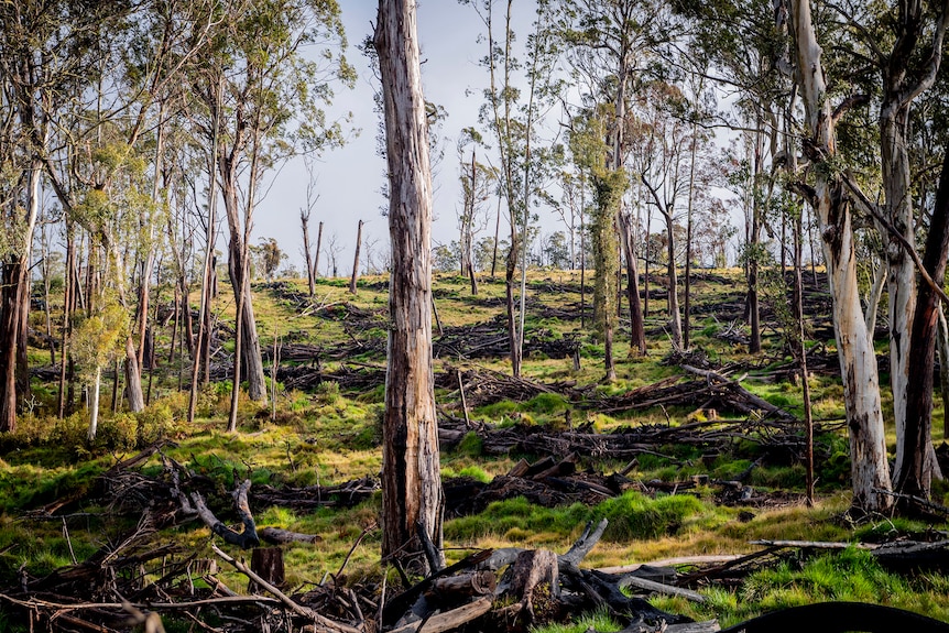 A handful of trees dot a large clearing. Debris from logging lines the ground.