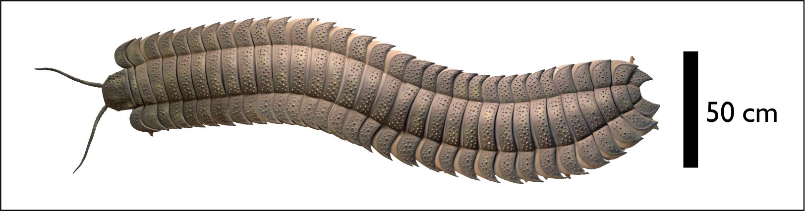 An artist's impression of a giant millipede fossil found in the UK