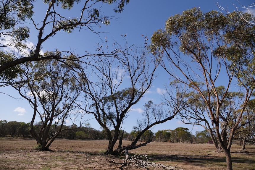 Galahs perch in a half dead eucalypt on flat farmland