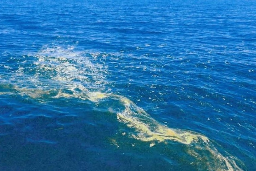 A dirty greenish substance on the surface of the ocean. 