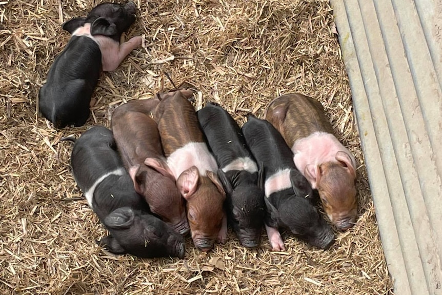 Seven piglets laying next to each other in a pen on a straw bed.