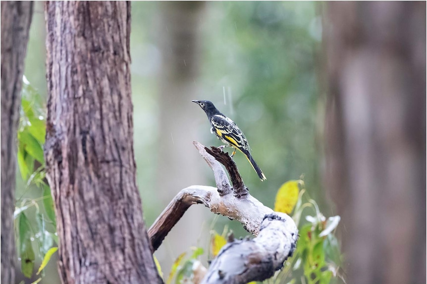 A black, white and yellow honeyeater sitting on a bare branch on a rainy day.