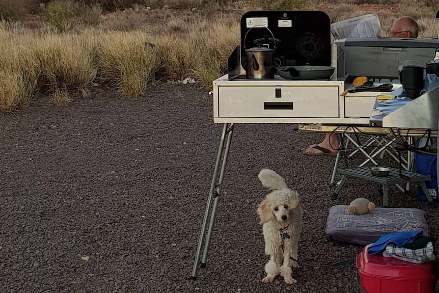 Archie the poodle sits under a stove at Julie's camp site, for a story on looking after pets on holidays.