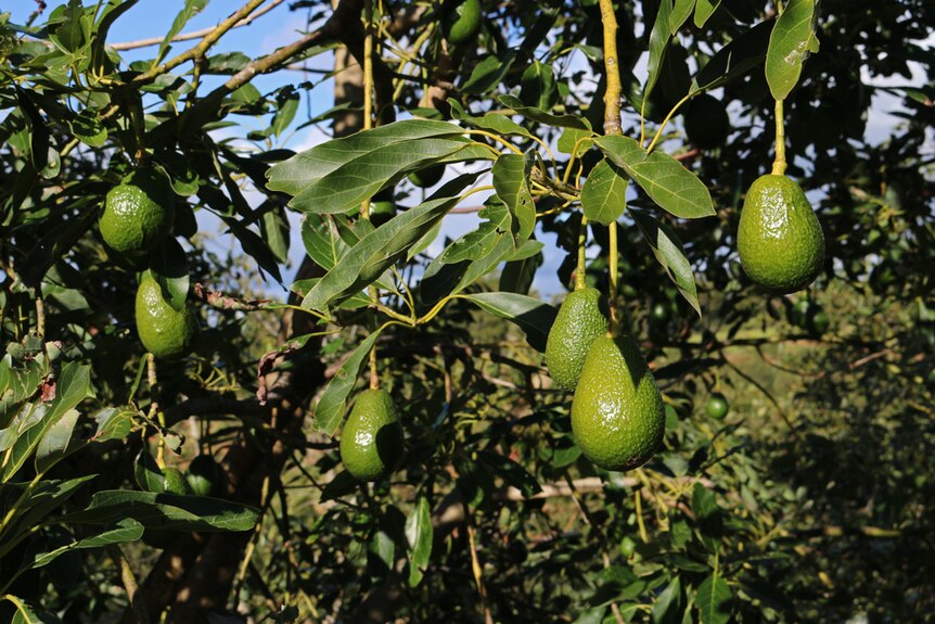 Avocados hanging on a tree in an orchard