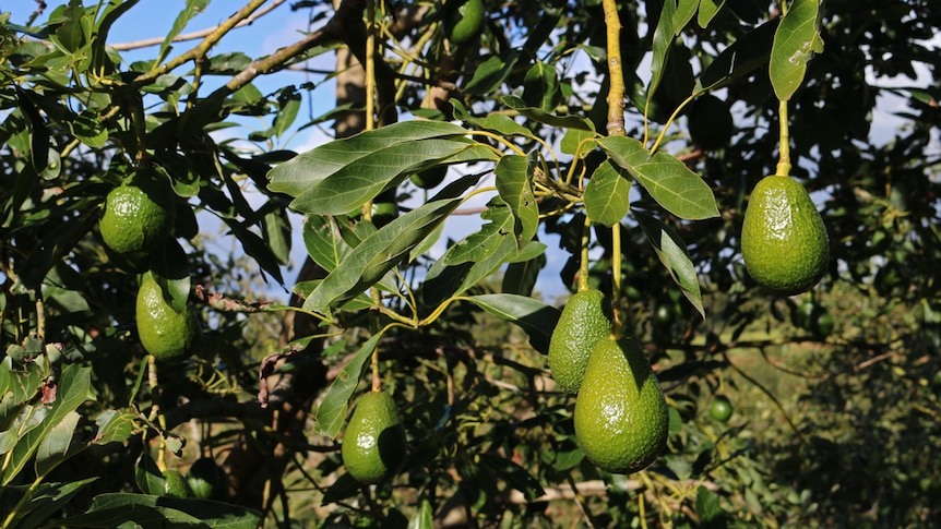 Avocados on tree