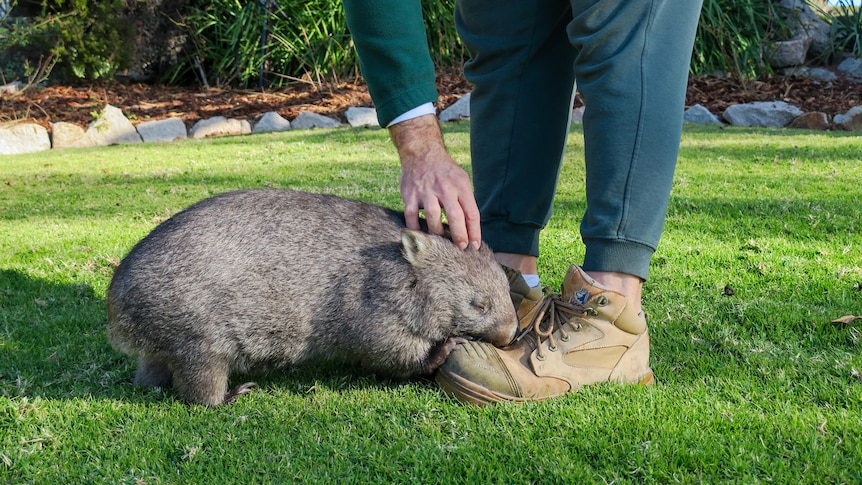 A wombat nuzzles up to a prisoners shoe.