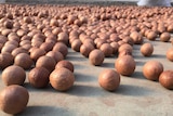 Macadamias ready for processing