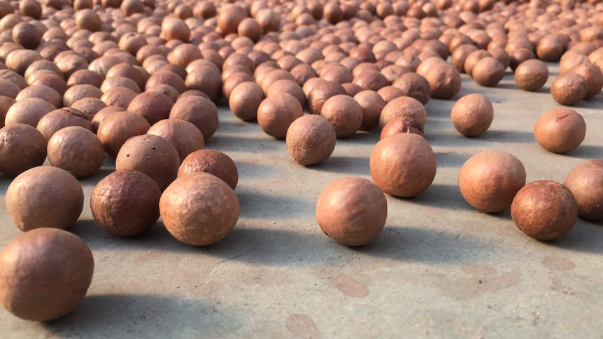 Macadamias ready for processing