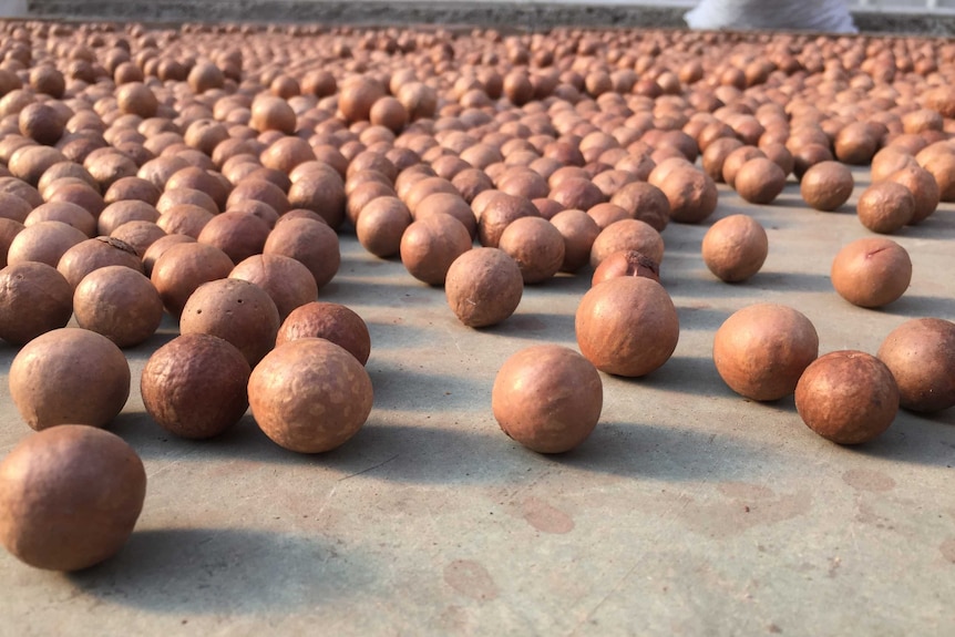 Macadamias ready for processing