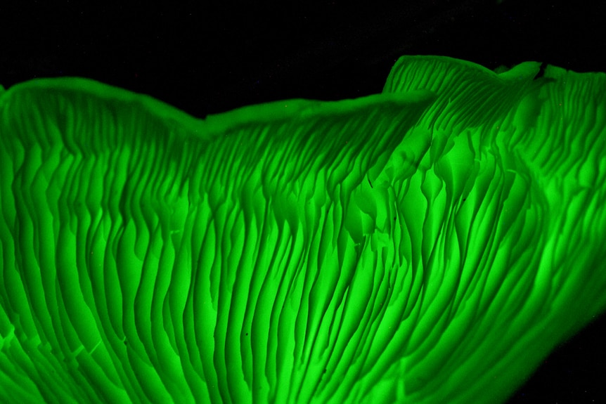 glowing green mushroom up close 