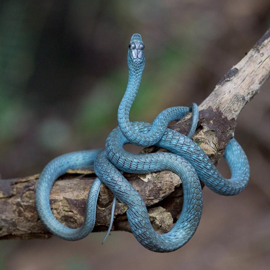 A blue Australian tree snake