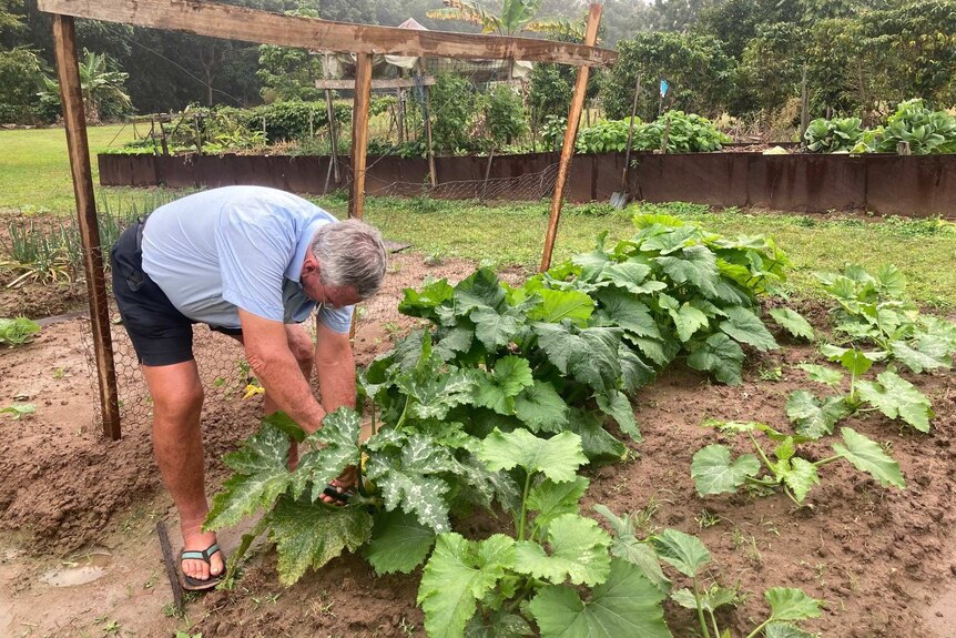 Man working in garden picking veggies.